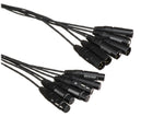 Whirlwind MT-6-F-M-25 Medusa 6-Channel XLR Female to XLR Male Snake Cable - 25 ft by Whirlwind