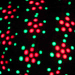 ProX X-604LED Titan Moonflower Style Effect Fixture - Hollywood DJ